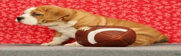 Beabull dogs for sale: Zoey - Ad 5