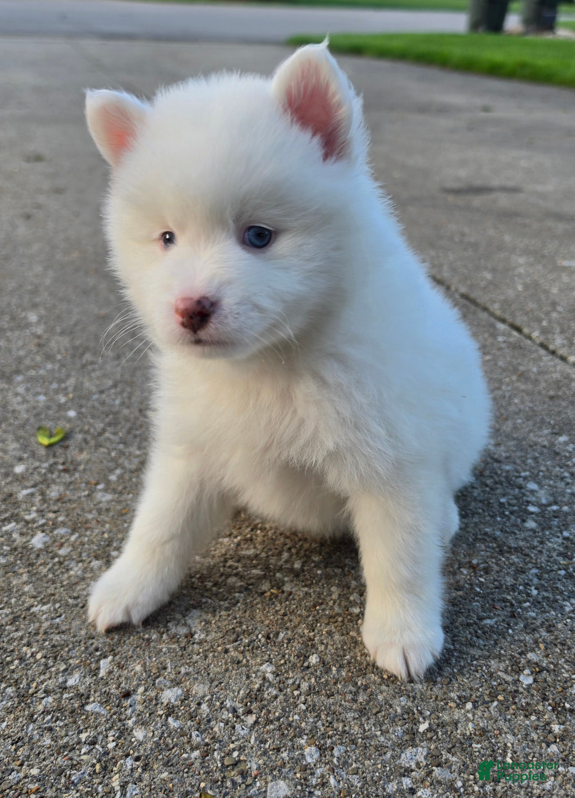 Pomsky dogs FRED - Ad 42