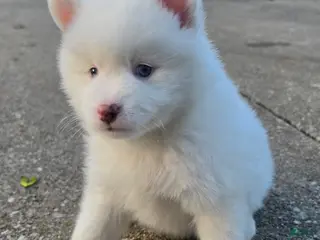 Pomsky dogs FRED - Ad 42