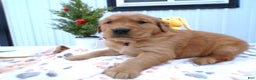 Golden Retriever dogs for sale: Golden Retriever Puppy 3 Blake - Ad 1