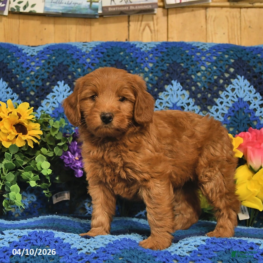 Mini Goldendoodle dogs Rover  - Ad 2