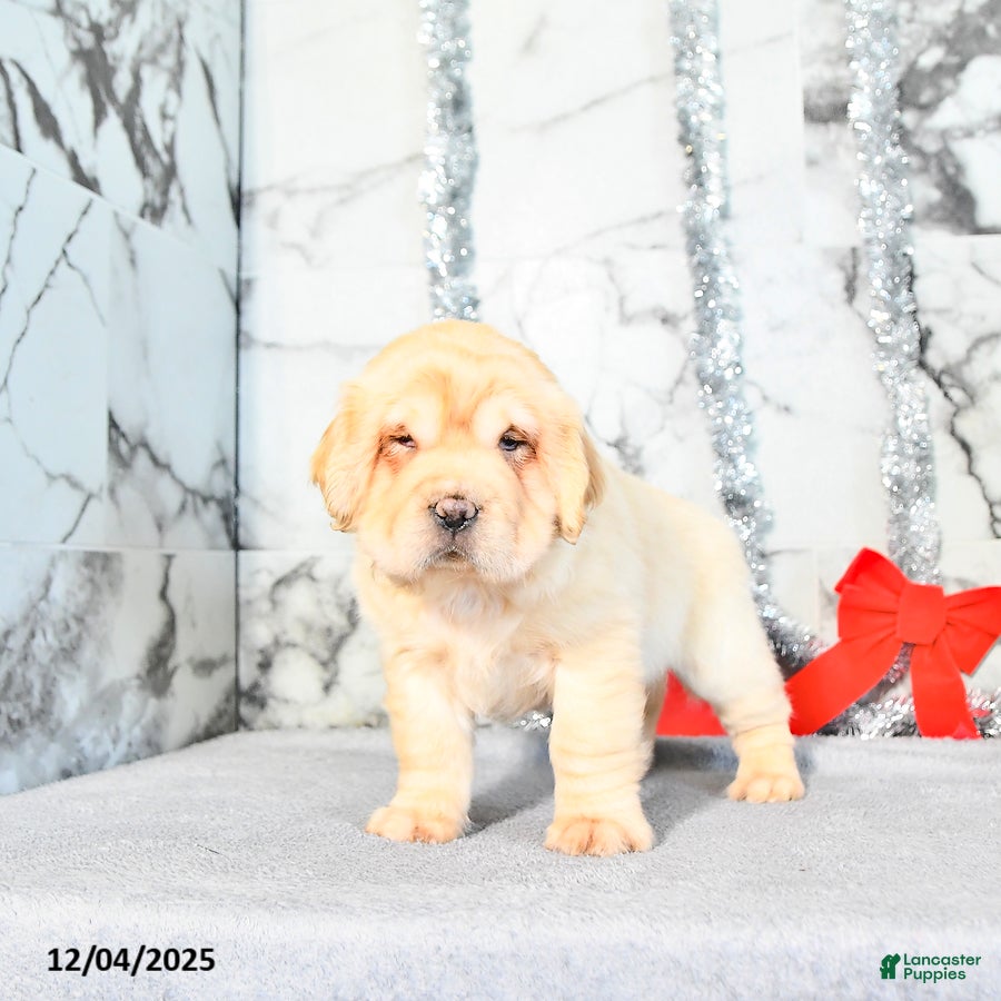 Mini Hippo dogs Duke - Ad 1