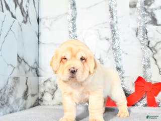 Mini Hippo dogs Duke - Ad 6