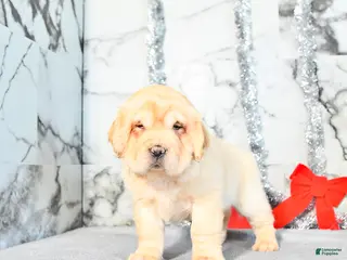 Mini Hippo dogs Duke - Ad 12