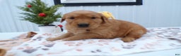 Golden Retriever dogs for sale: Golden Retriever Puppy 2 Baxter - Ad 3