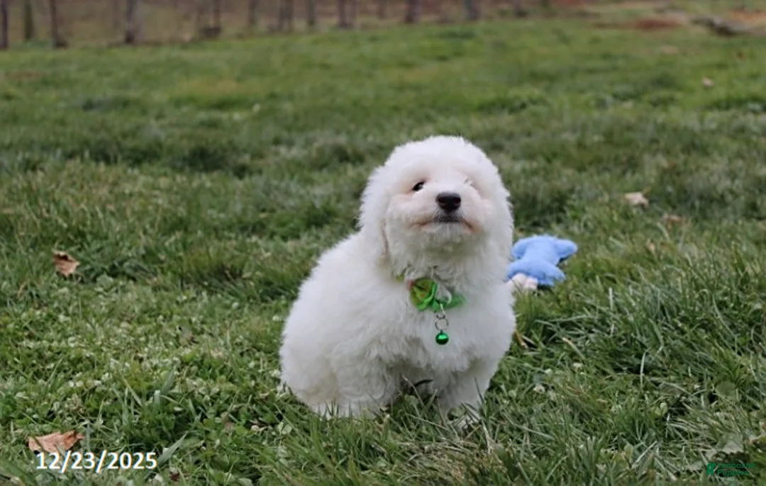 Bichon Frise dogs for sale: Rory - Ad 12