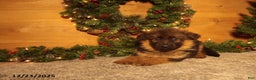 German Shepherd dogs for sale: Holiday - Ad 2