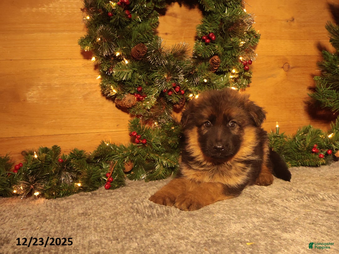 German Shepherd dogs for sale: Holiday - Ad 2