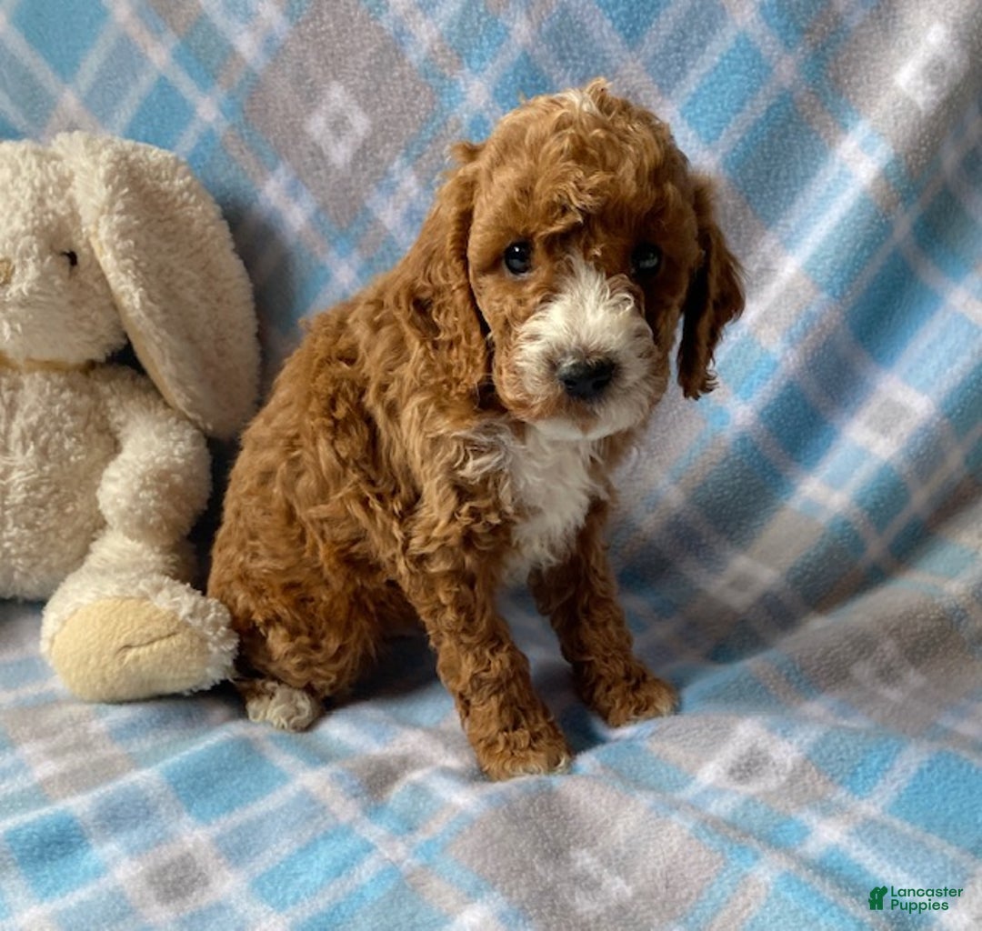 Mini Goldendoodle dogs for sale: Captain - Ad 4
