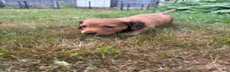 Miniature Dachshund dogs for sale: Freddy - Ad 5