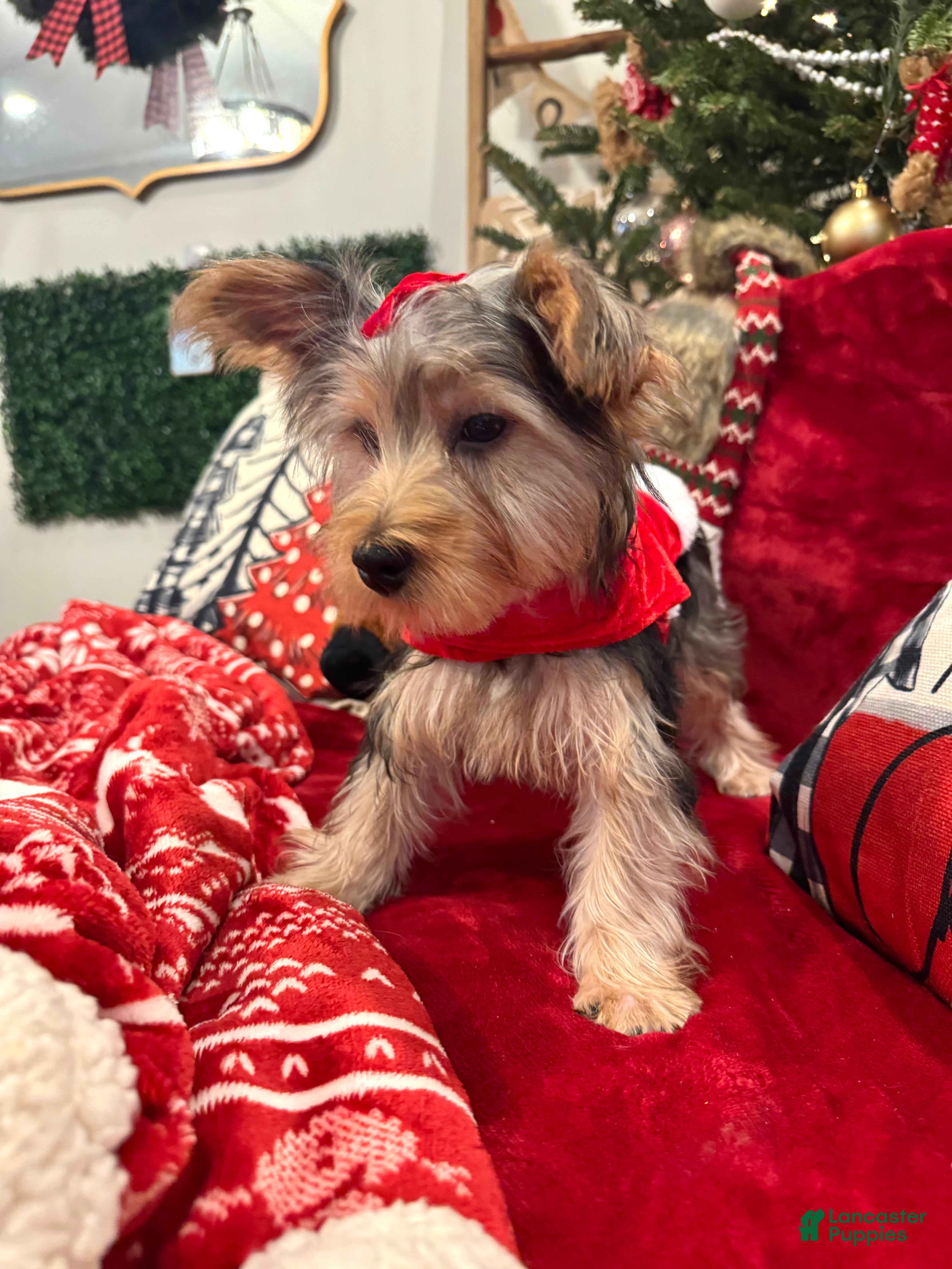 Yorkiepoo dogs Yorkiepoo Puppy 4 - Ad 26