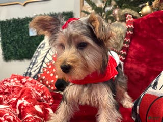 Yorkiepoo dogs Yorkiepoo Puppy 4 - Ad 21