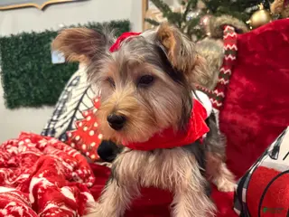 Yorkiepoo dogs Yorkiepoo Puppy 4 - Ad 32