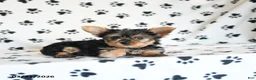 Yorkshire Terrier dogs for sale: Iris - Ad 5