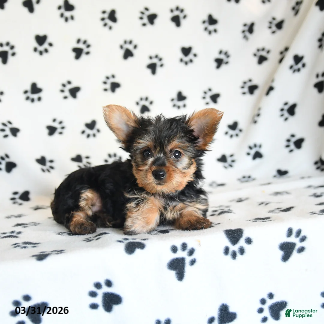 Yorkshire Terrier dogs for sale: Iris - Ad 5