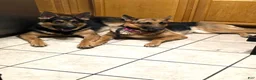 German Shepherd dogs for sale: Matthew - Ad 3