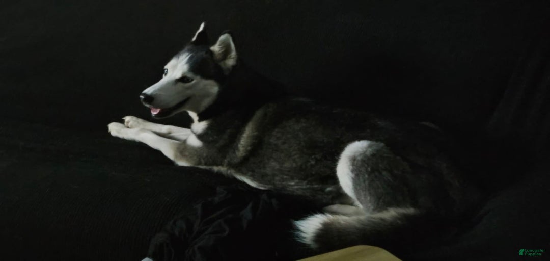 Gallery Image {{count}}