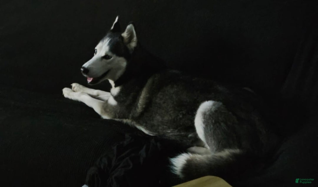 Gallery Image {{count}}