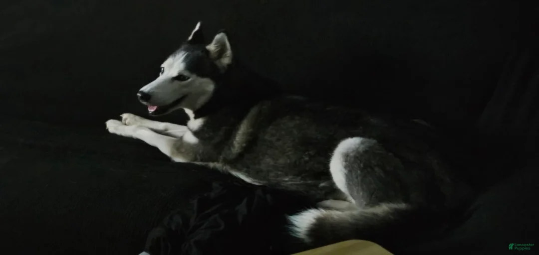 Gallery Image {{count}}