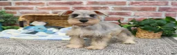 Miniature Schnauzer dogs for sale: Thor - Ad 4