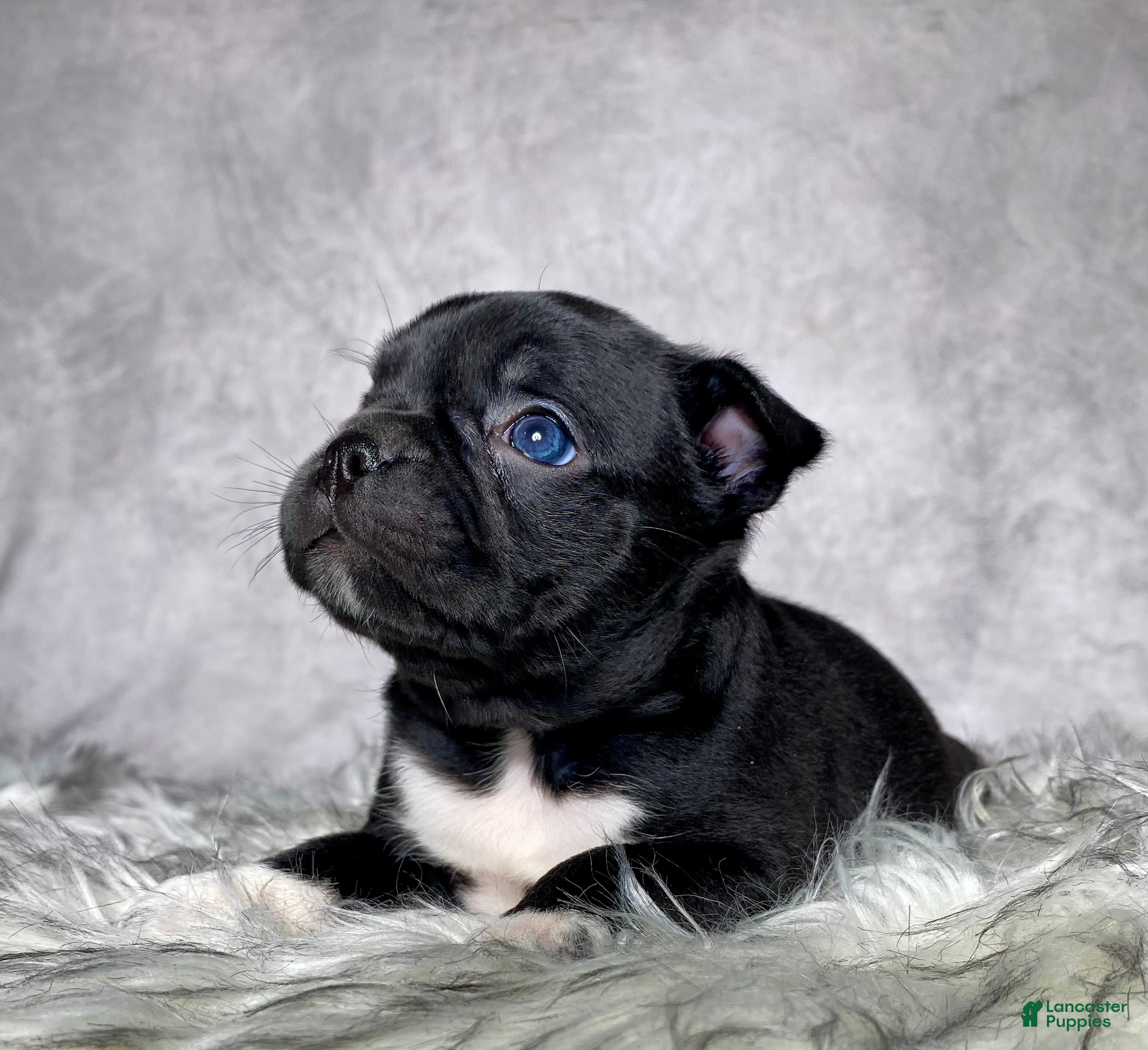 Mixed Breed dogs Mr Charlie  - Ad 1