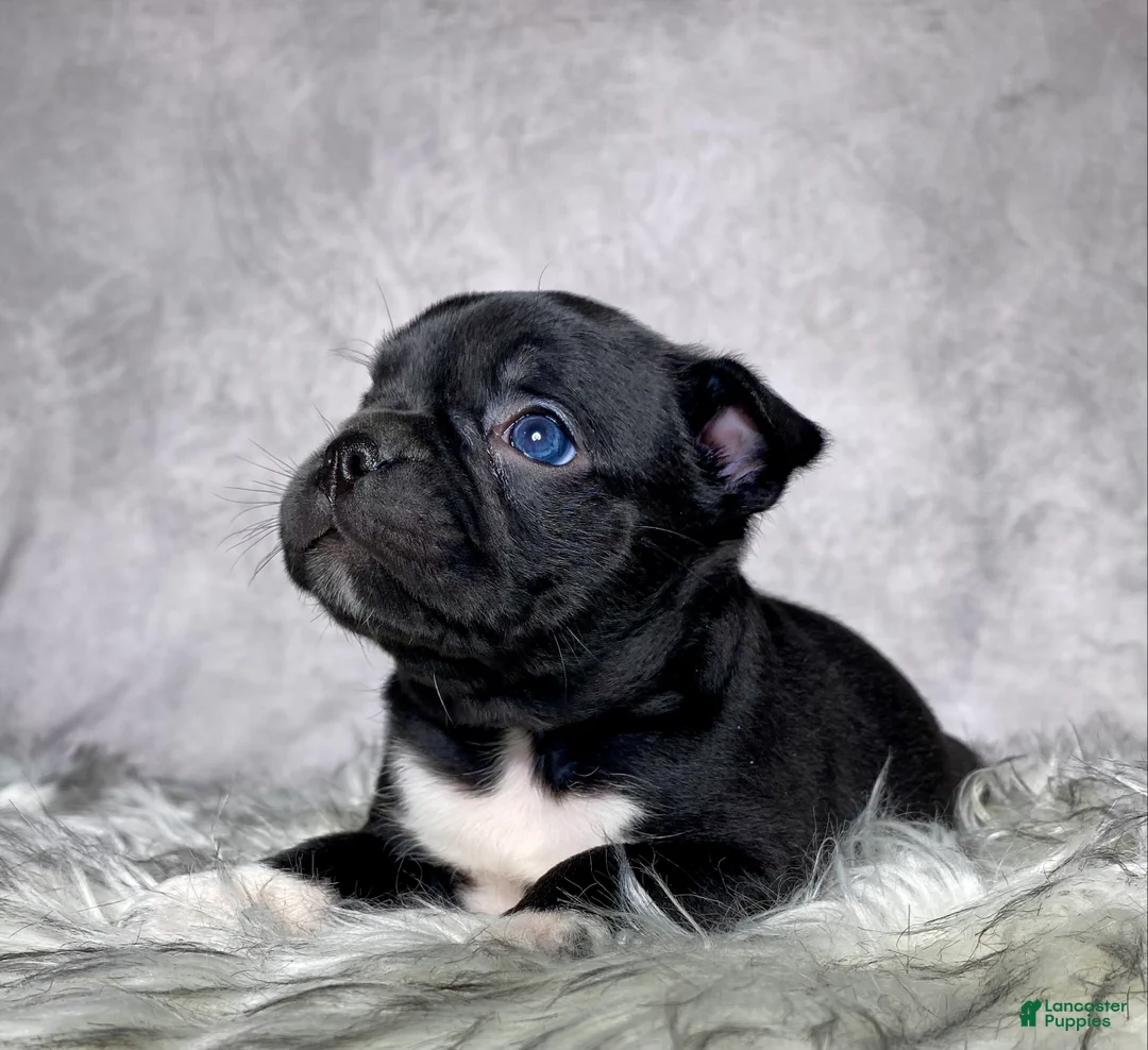 Mixed Breed dogs for sale: Mr Charlie  - Ad 1