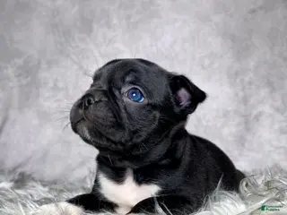 Mixed Breed dogs for sale: Mr Charlie - Ad 1