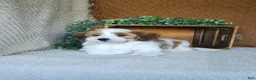 Havanese dogs for sale: Biscuit  - Ad 2