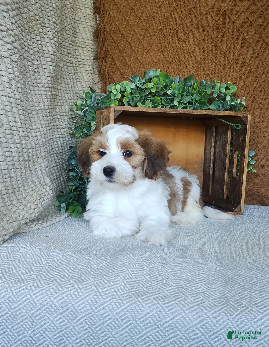 Havanese dogs for sale: Biscuit  - Ad 2