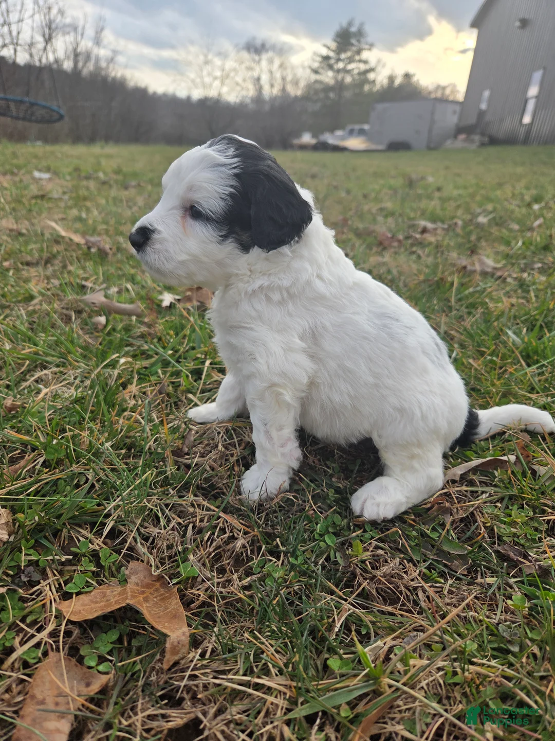 Mini Aussiedoodle dogs for sale: Patch - Ad 2