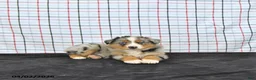Australian Shepherd dogs for sale: Preston - Ad 4