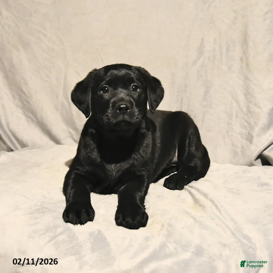 Labrador Retriever dogs for sale: Jack  - Ad 3