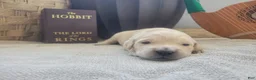Golden Retriever dogs for sale: Galadriel, Champion Sired - Ad 10