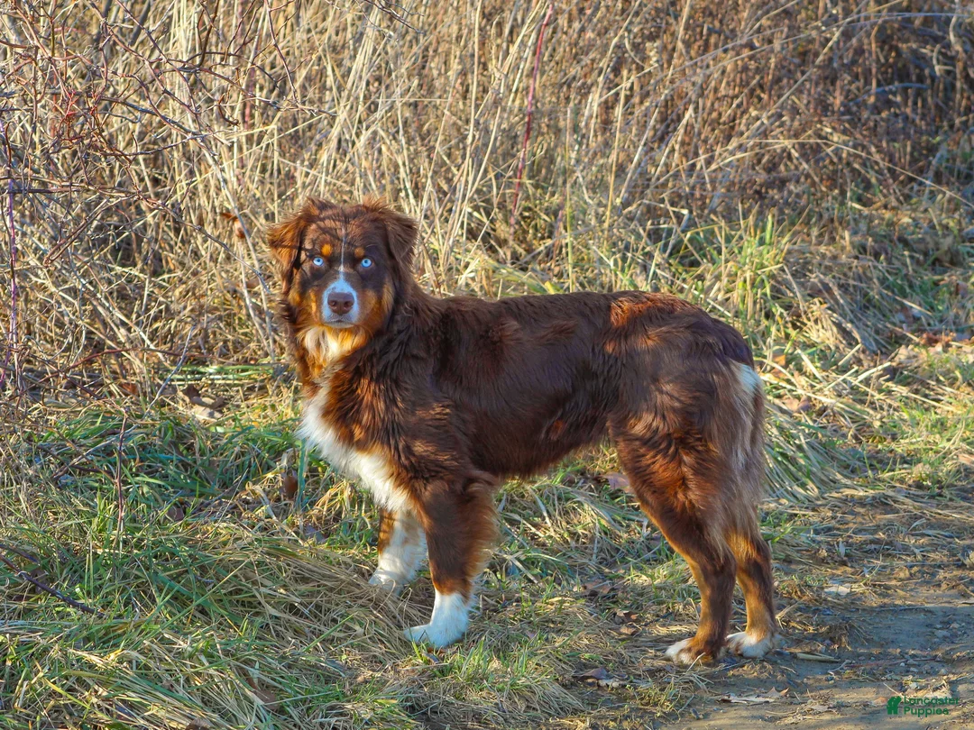 Australian Shepherd dogs for sale: Pippa - Ad 8