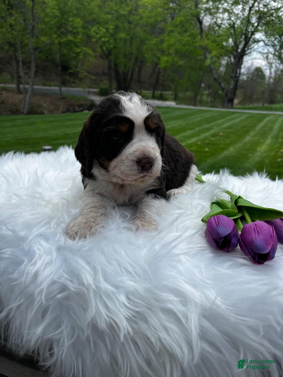 English Springer Spaniel dogs for sale: Precious - Ad 2