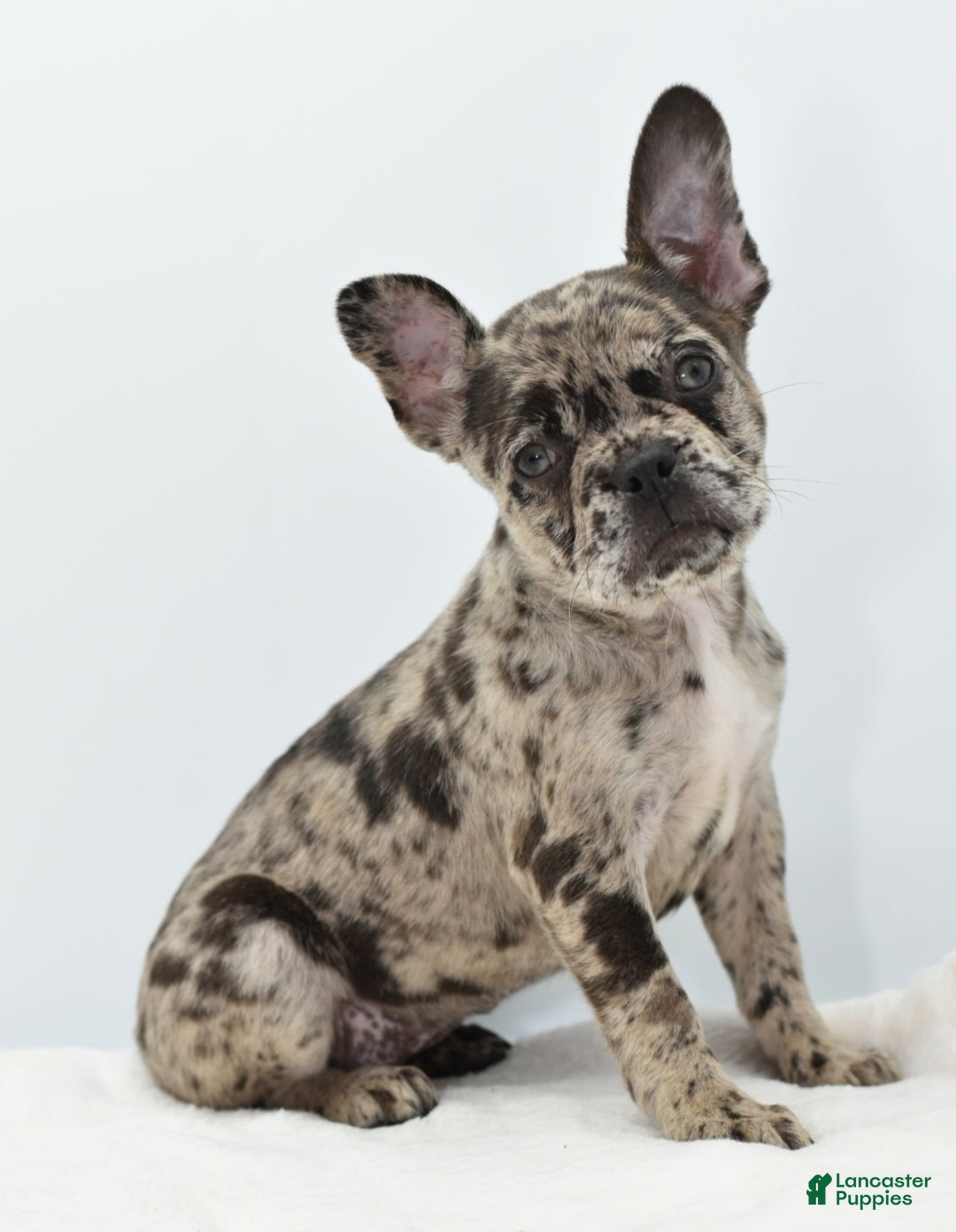 Mixed Breed dogs for sale: Zuki hybrid puppy  - Ad 20