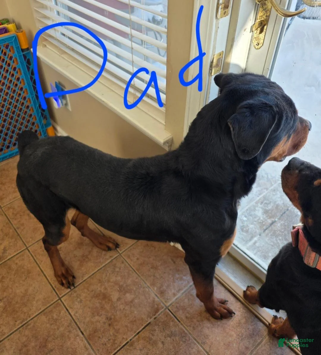 Rottweiler dogs for sale: Rottweiler 4 - Ad 5