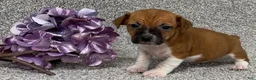 Jack Russell Terrier dogs for sale: Victoria - Ad 2