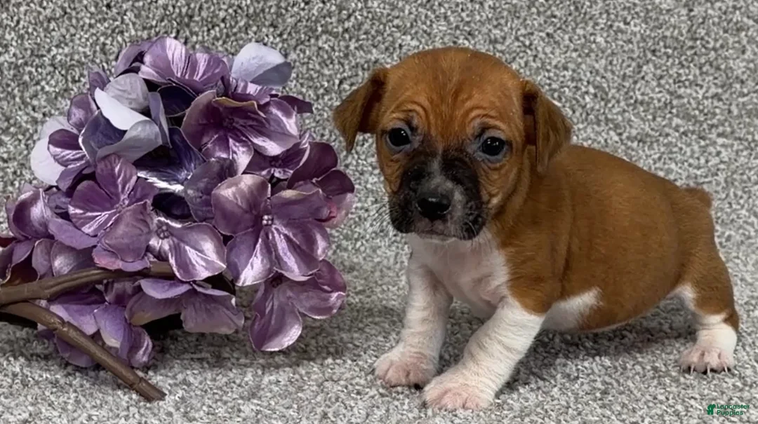 Jack Russell Terrier dogs for sale: Victoria - Ad 2