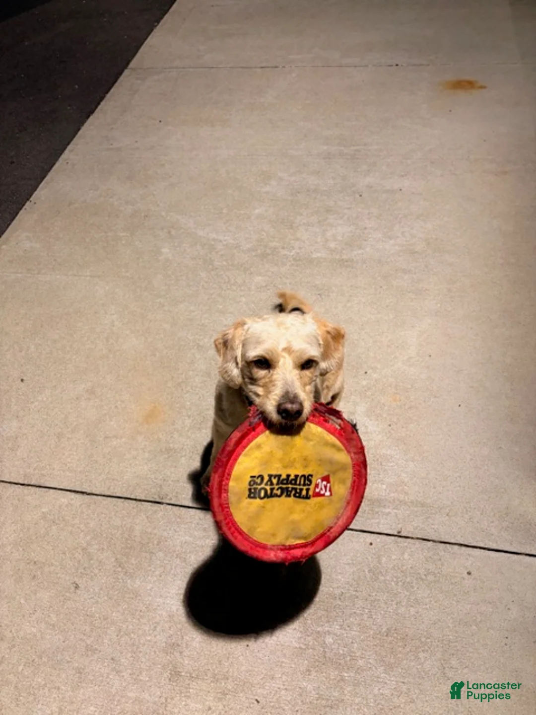 Labradoodle dogs for sale: Spunky  - Ad 3