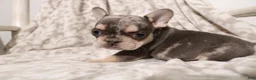 French Bulldog dogs for sale: Lars - Ad 16