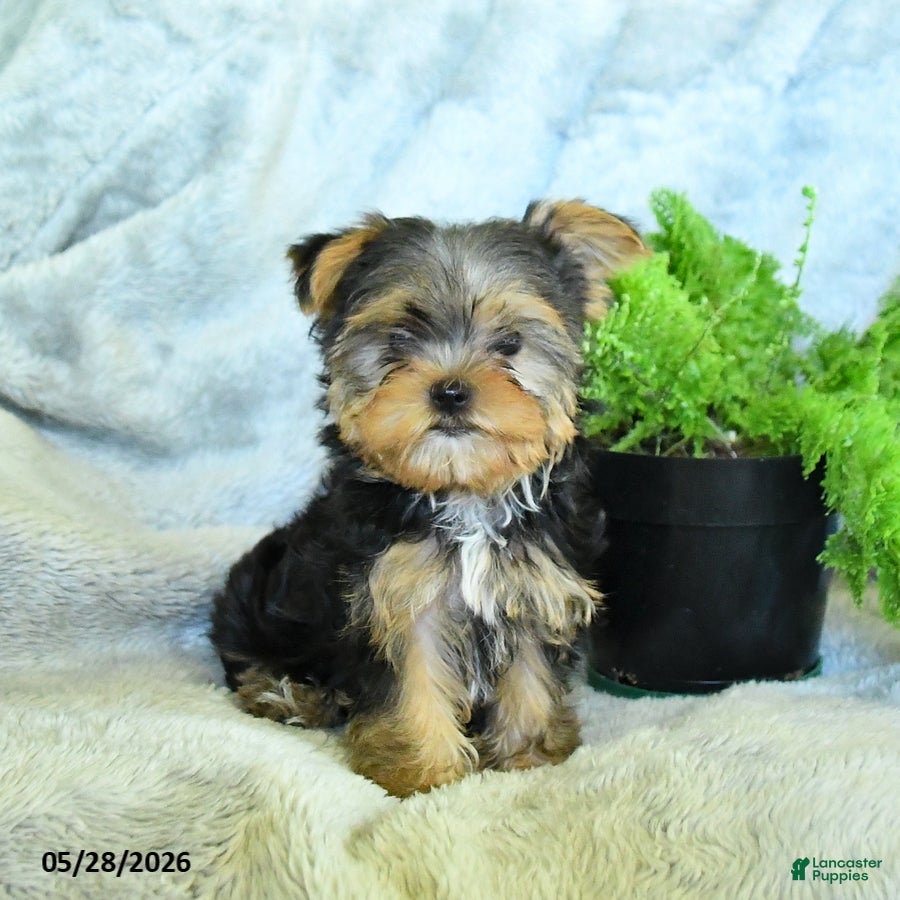 Yorkshire Terrier dogs Bruno - Ad 2