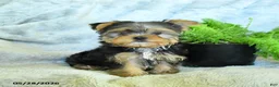 Yorkshire Terrier dogs for sale: Bruno - Ad 3