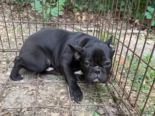 French Bulldog dogs French Bulldog 3 - Ad 18