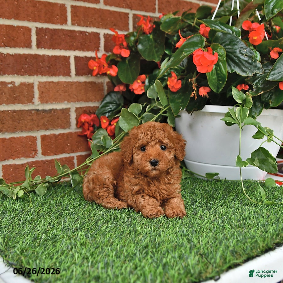 Toy Poodle dogs Bella Mia - Ad 1