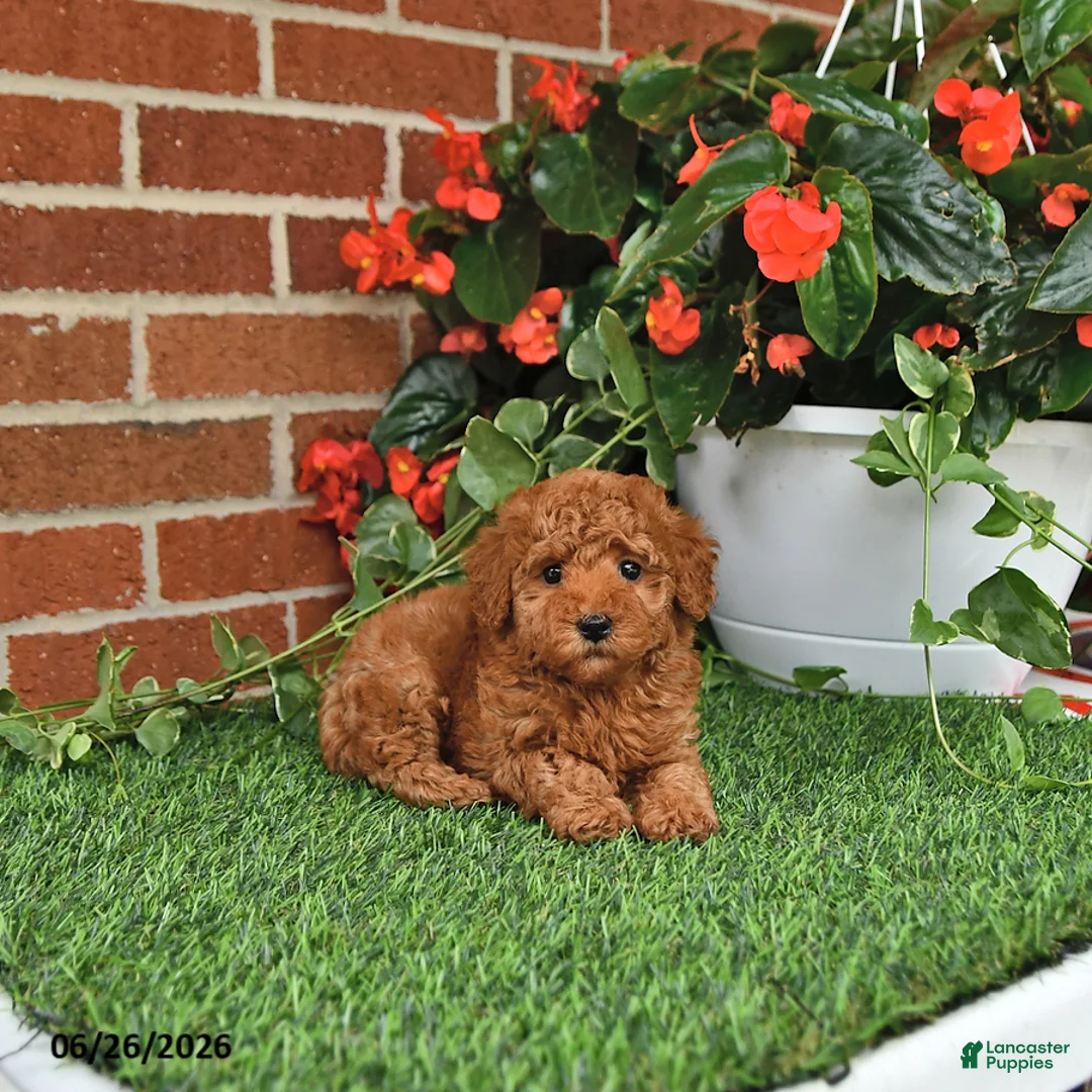Toy Poodle dogs for sale: Bella Mia - Ad 1