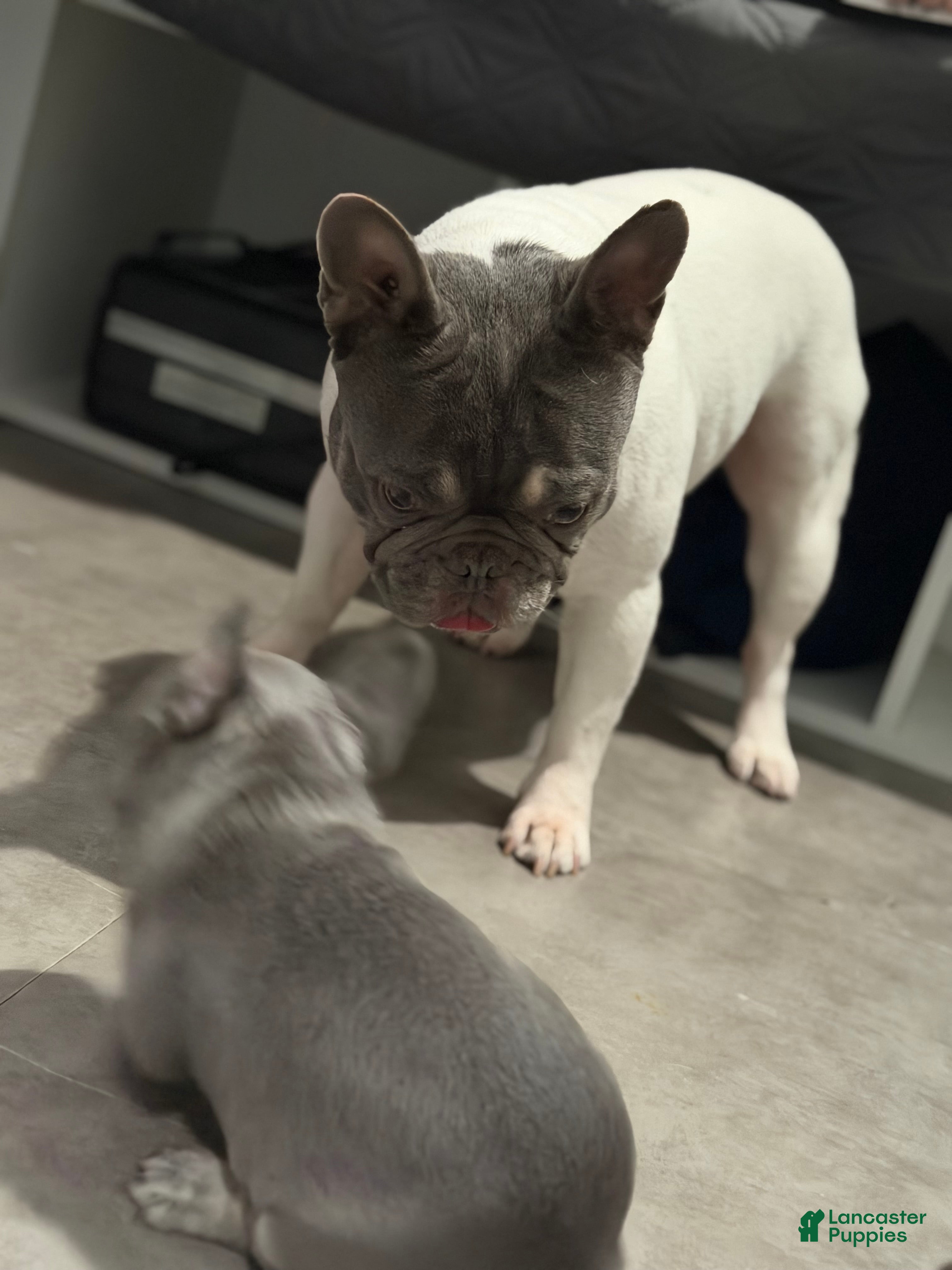 French Bulldog dogs Lilac & Tan Rare Frenchie female  - Ad 2