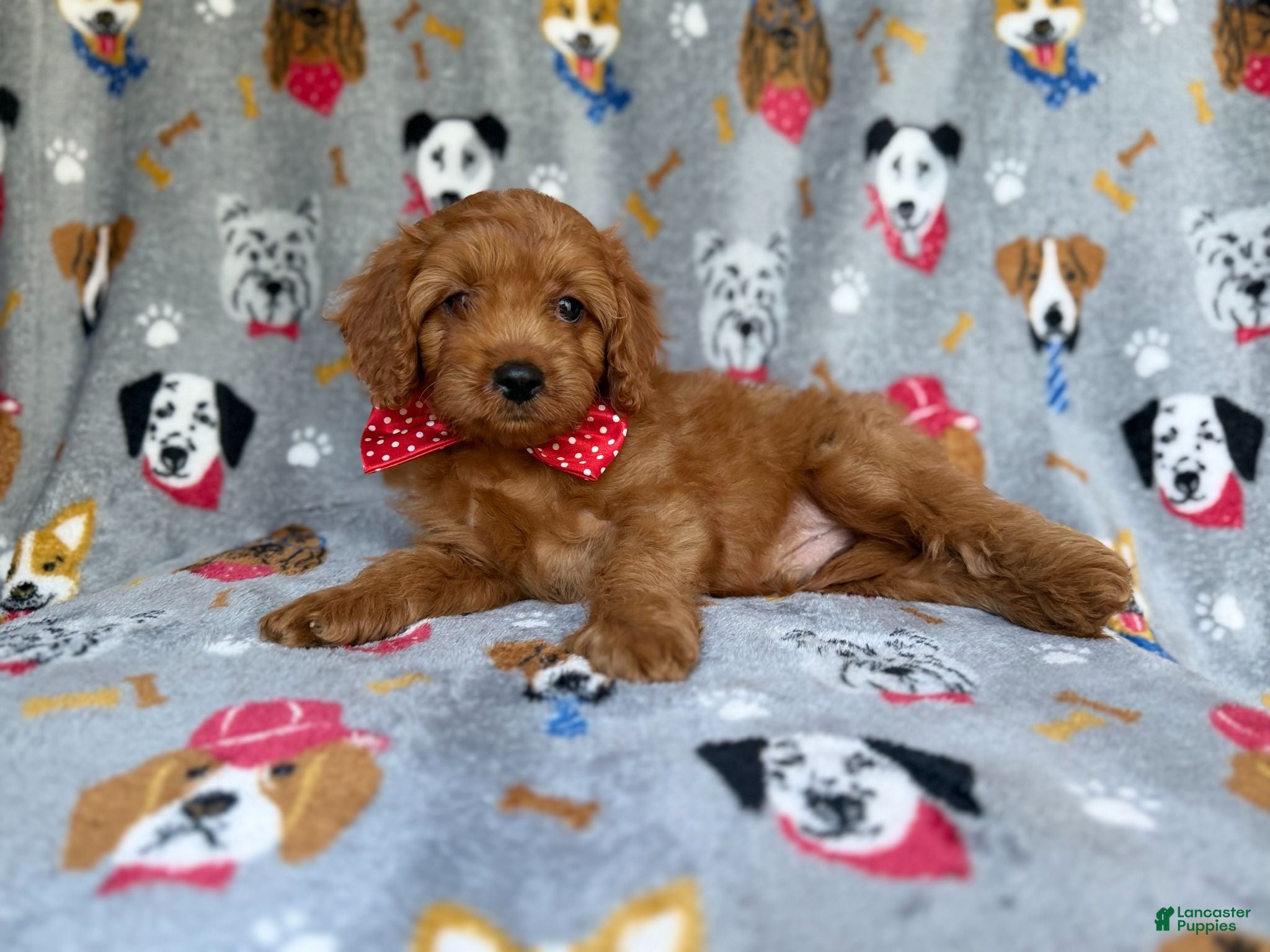 Cavapoo dogs Meeko - Ad 7