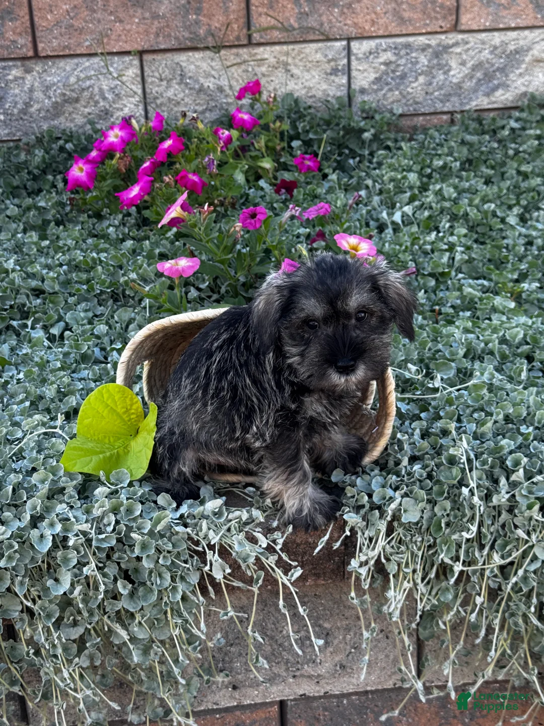 Miniature Schnauzer dogs for sale: Kobe  - Ad 2