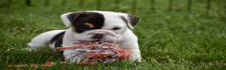 Beabull dogs for sale: Nova - Ad 10